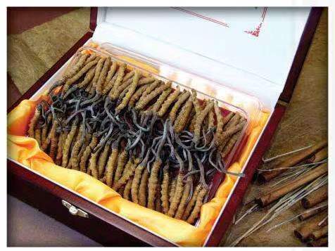 桑植冬虫夏草回收